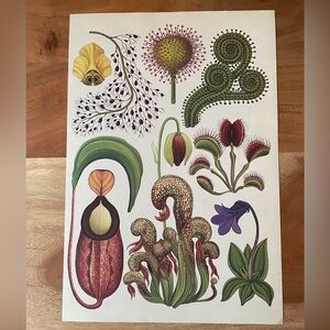 Botanical Art Print Nature Print for framing